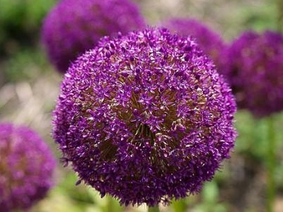 Fleur Allium