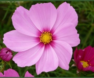 Cosmos fleur