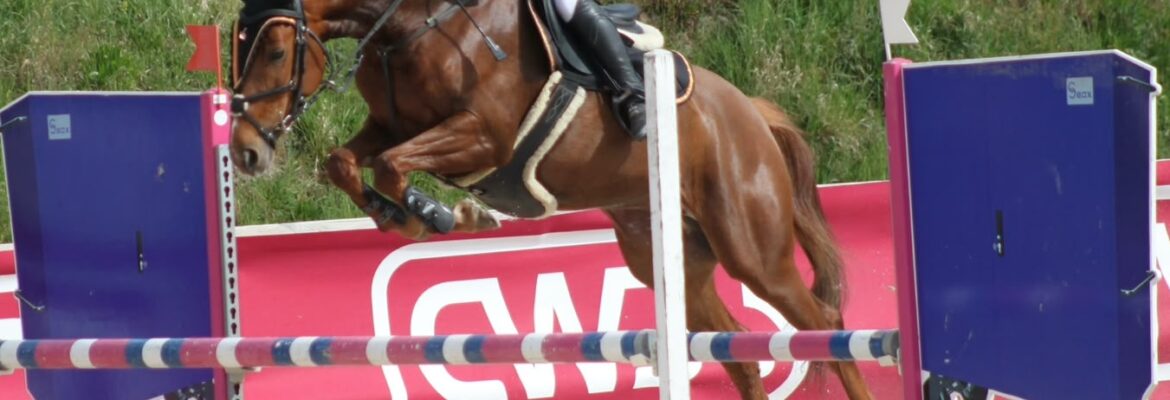 Karapulp de Volkova et Mathilde GELLET - CSO épreuves jeunes chevaux 6 ans
